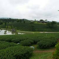 茶畑